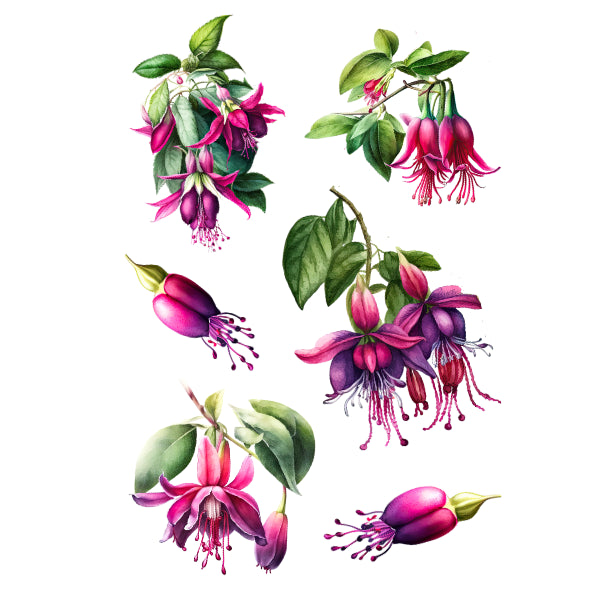 Fuchsia Excorticata White Cloud Decor Transfer
