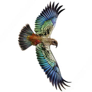 Kea White Cloud Transfer