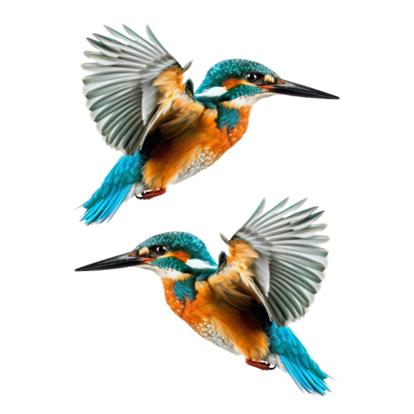 Kingfisher White Cloud Transfer