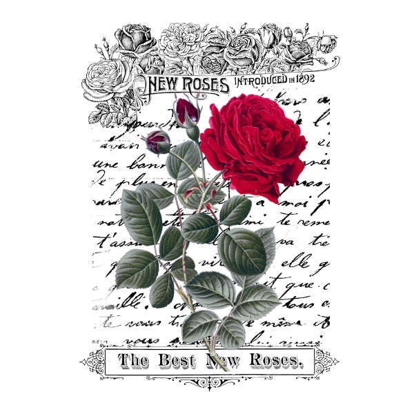 New Roses White Cloud Decor Transfer