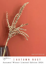 Feature wall painted in Autumn Rust – rich burnt orange wall paint in natural light