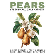Farm Style Transfers - Farm Fresh Pears
