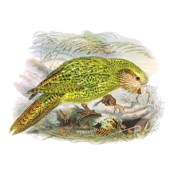 Kakapo 2 White Cloud Decor Transfer