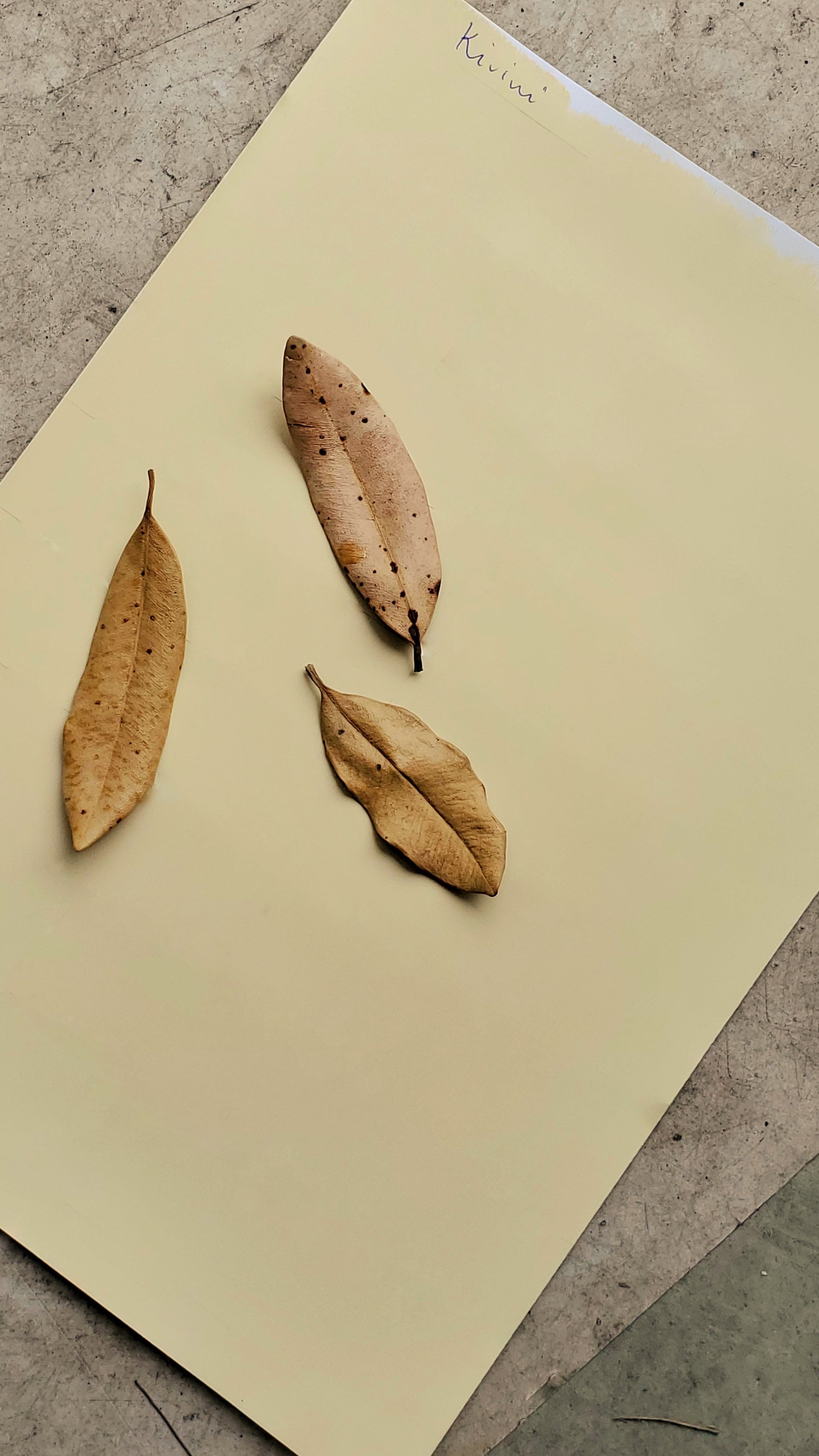 Cosy living with Kirimi wall paint