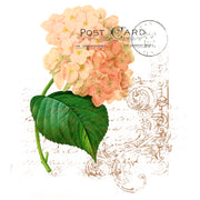 La Hortensia White Cloud Decor Transfer