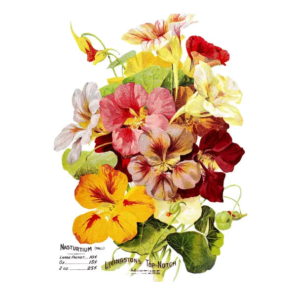 Livingston's Mixture White Cloud Decor Transfer