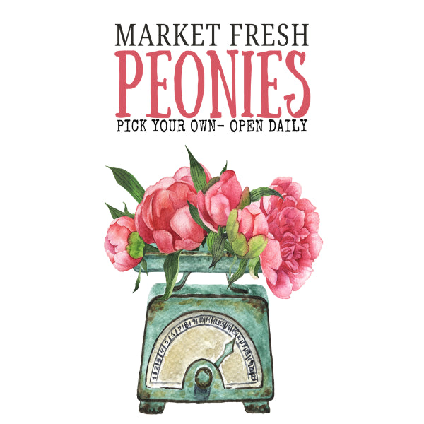 Market Fresh Peonies White Cloud Decor Transfer