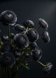 Midnight Ranunculus Decoupage Paper