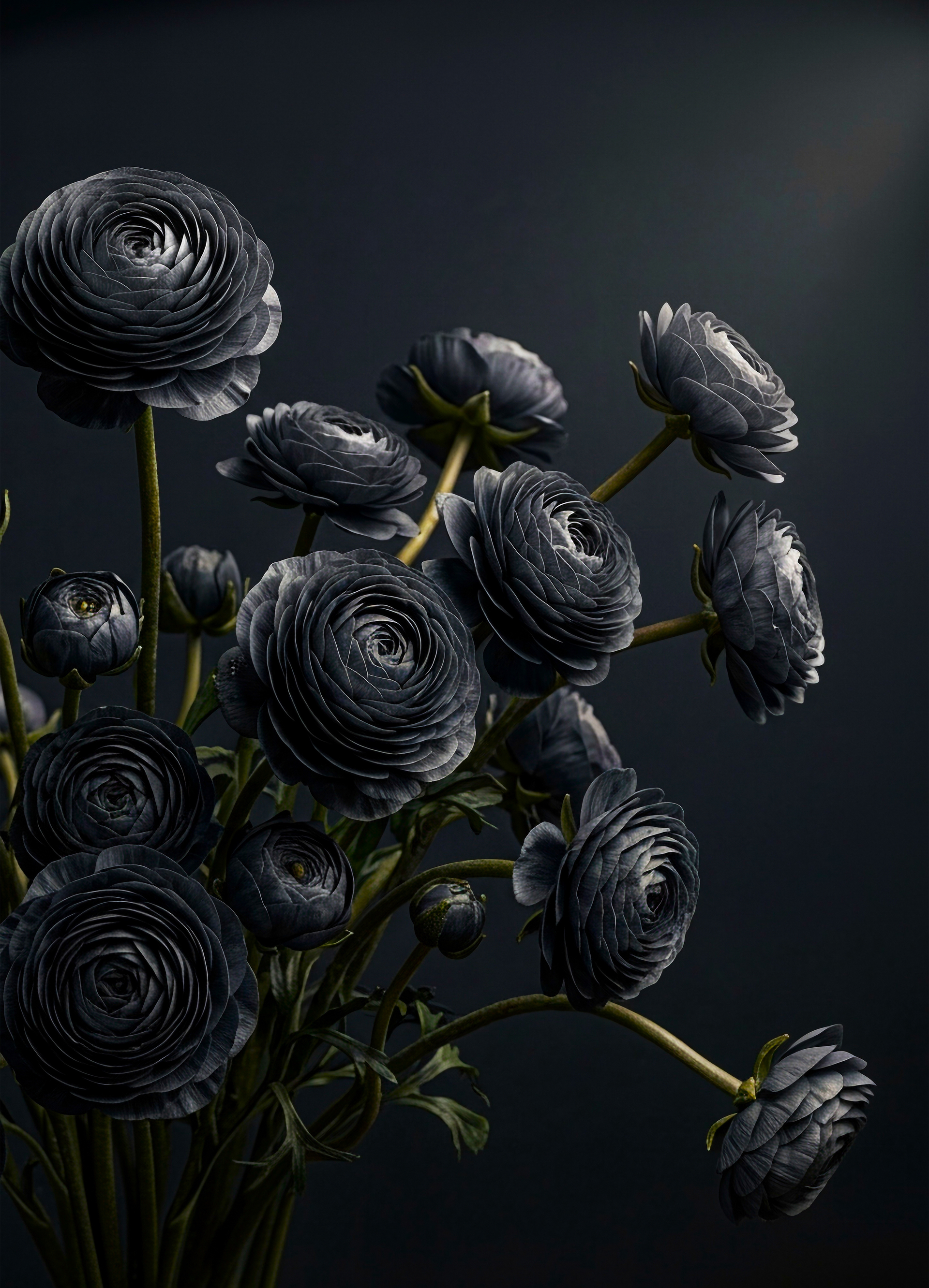 Midnight Ranunculus Decoupage Paper