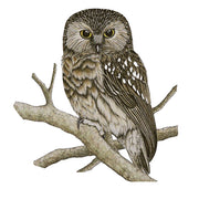 Morepork White Cloud Transfer