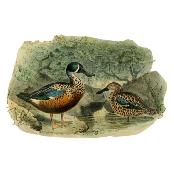 Northern Shoveler White Cloud Decor Transfer