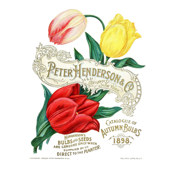 Peter Henderson & Co White Cloud Decor Transfer