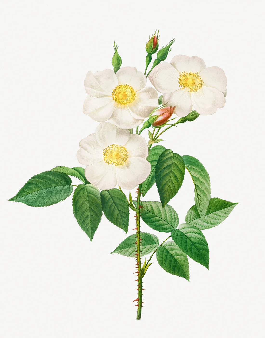 Pretty Flowers Set of 8
