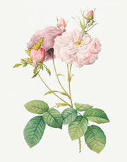 Pretty Flowers Set of 8