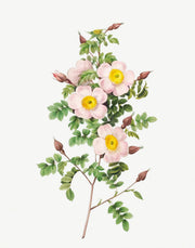 Pretty Flowers Set of 8