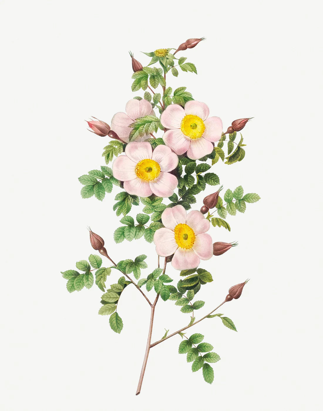 Pretty Flowers Set of 8