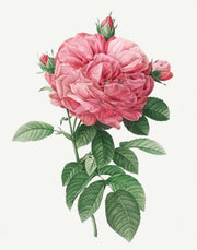 Pretty Flowers Set of 8