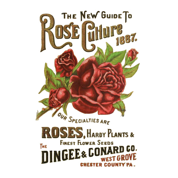 Rose Culture White Cloud Decor Transfer