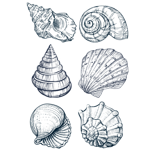 Set of black and white line drawings of various seashells. White Cloud Decor Transfer