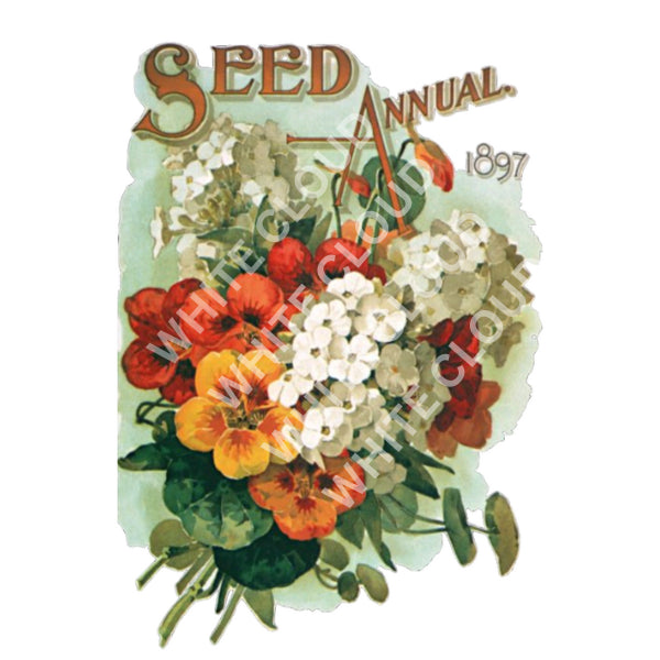 Seed Annual White Cloud Decor Transfer