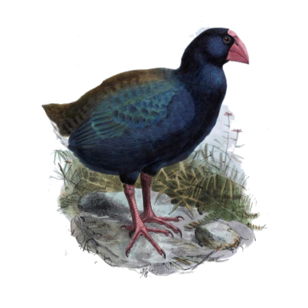 Takahe 1 White Cloud Decor Transfer