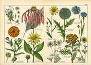 Vintage Botanicals Set of 8