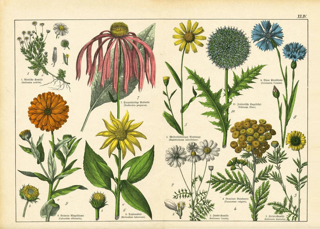 Vintage Botanicals Set of 8