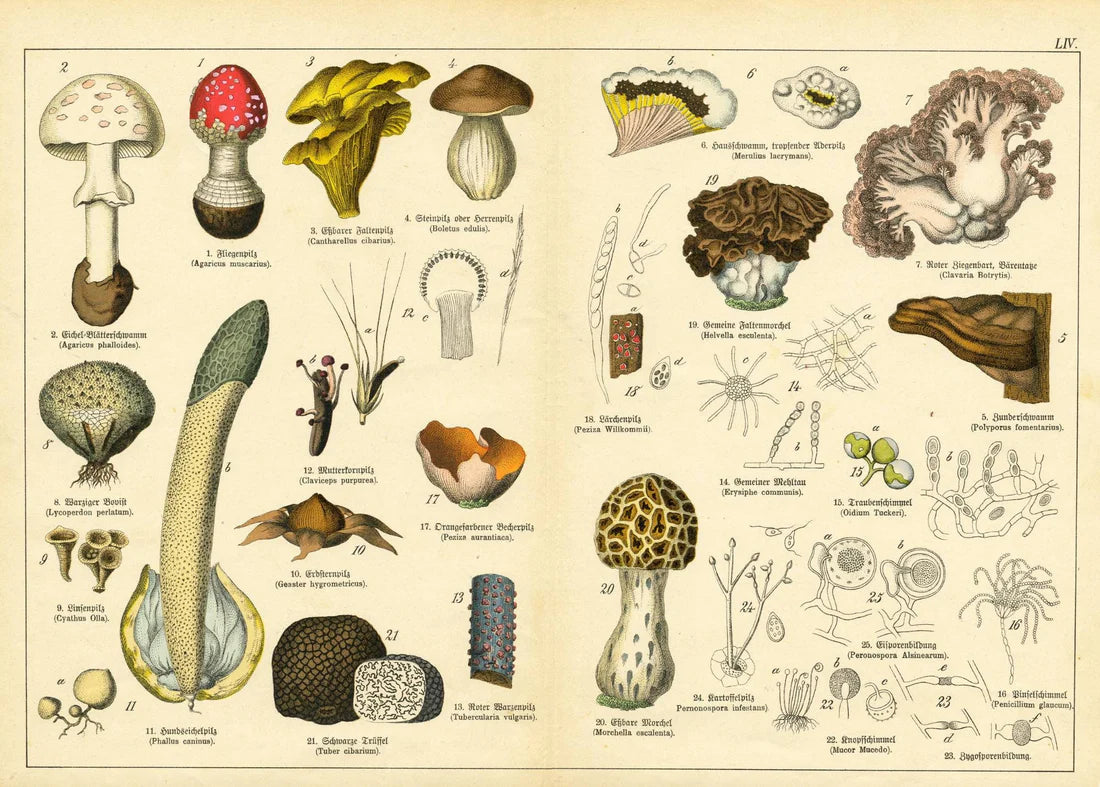 Vintage Botanicals Set of 8
