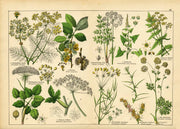 Vintage Botanicals Set of 8