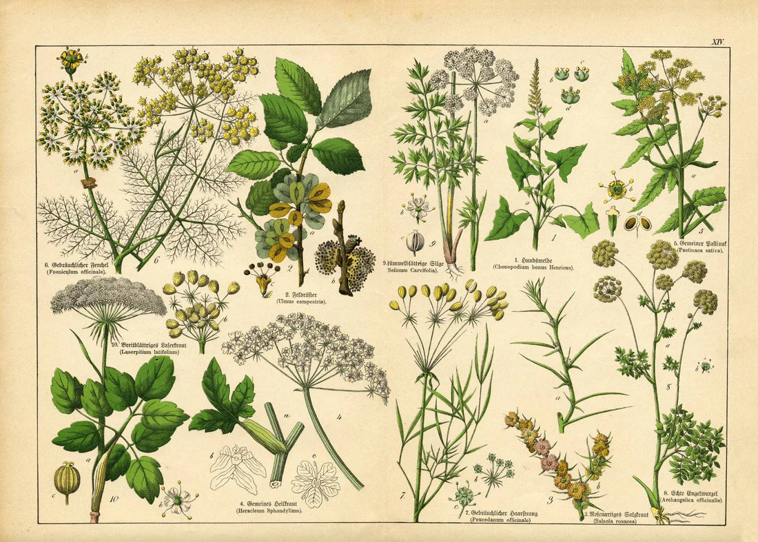 Vintage Botanicals Set of 8