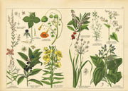 Vintage Botanicals Set of 8