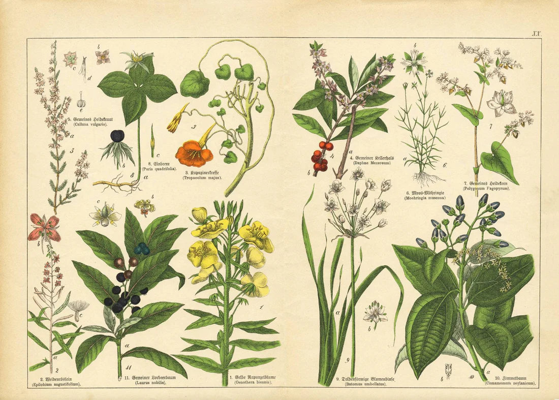 Vintage Botanicals Set of 8