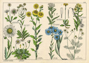 Vintage Botanicals Set of 8
