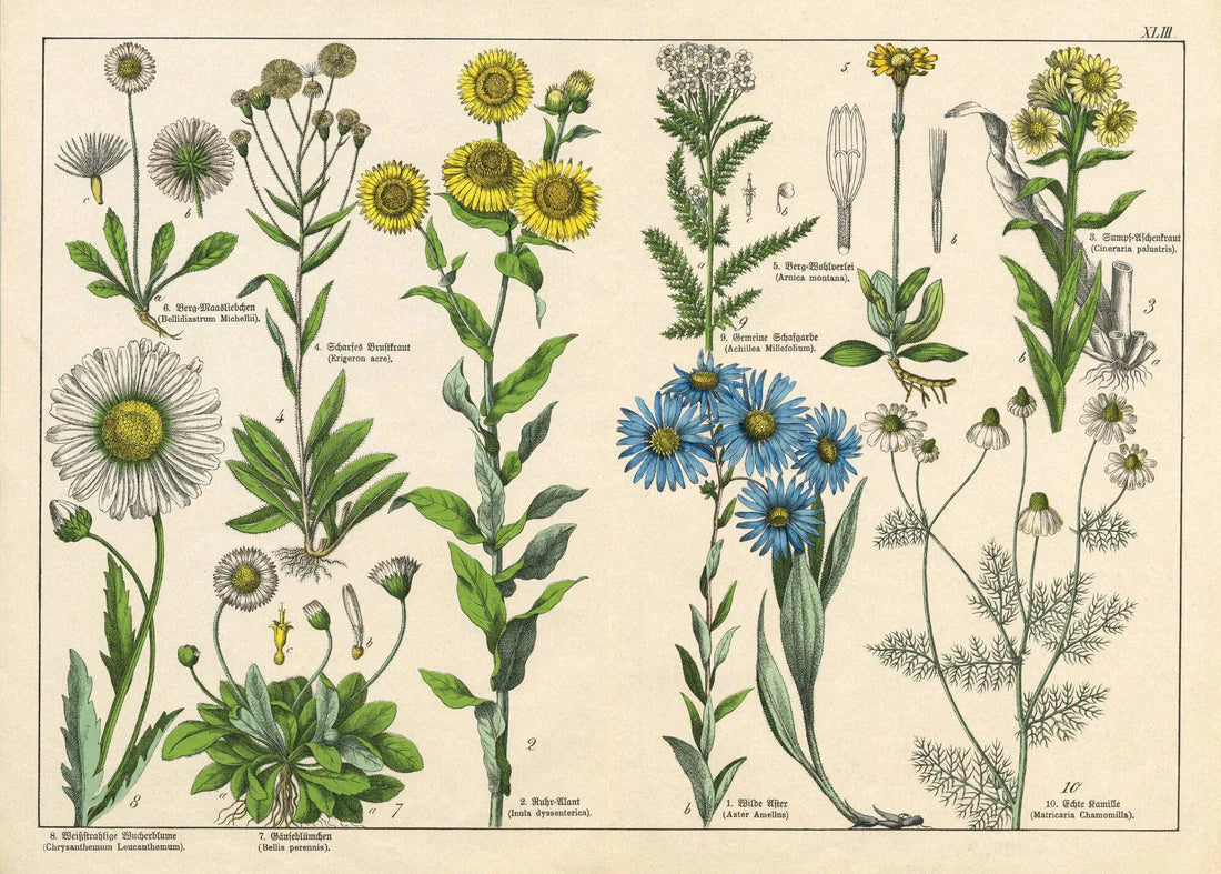 Vintage Botanicals Set of 8