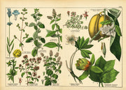 Vintage Botanicals Set of 8