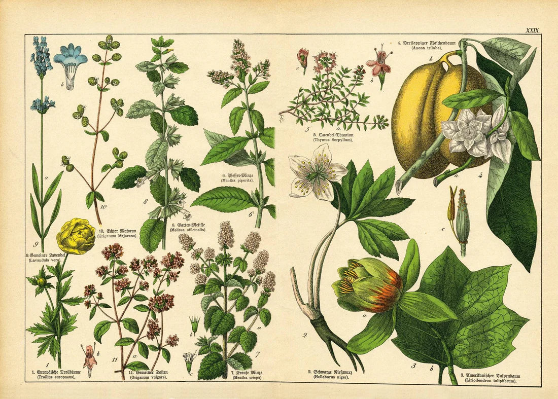 Vintage Botanicals Set of 8