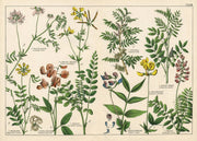 Vintage Botanicals Set of 8
