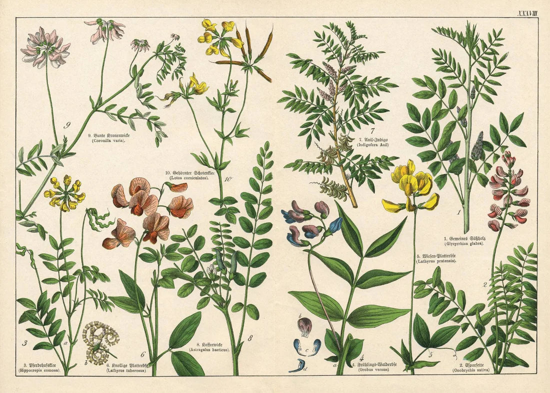Vintage Botanicals Set of 8