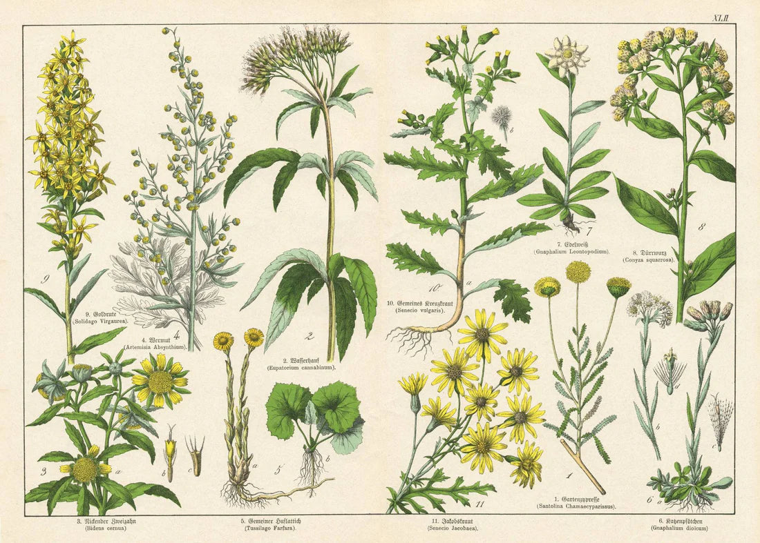 Vintage Botanicals Set of 8