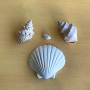 Coastal Classics - CC11 Scallop Shell Large