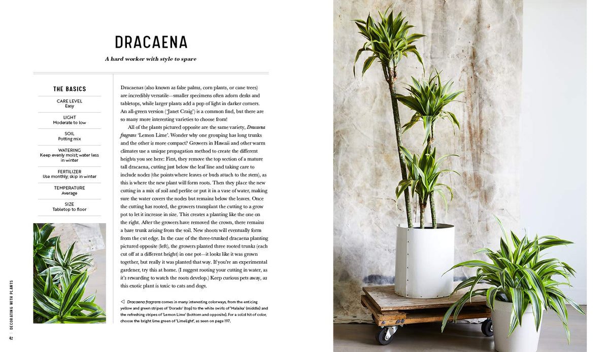 Decorating With Plants by Baylor Chapman