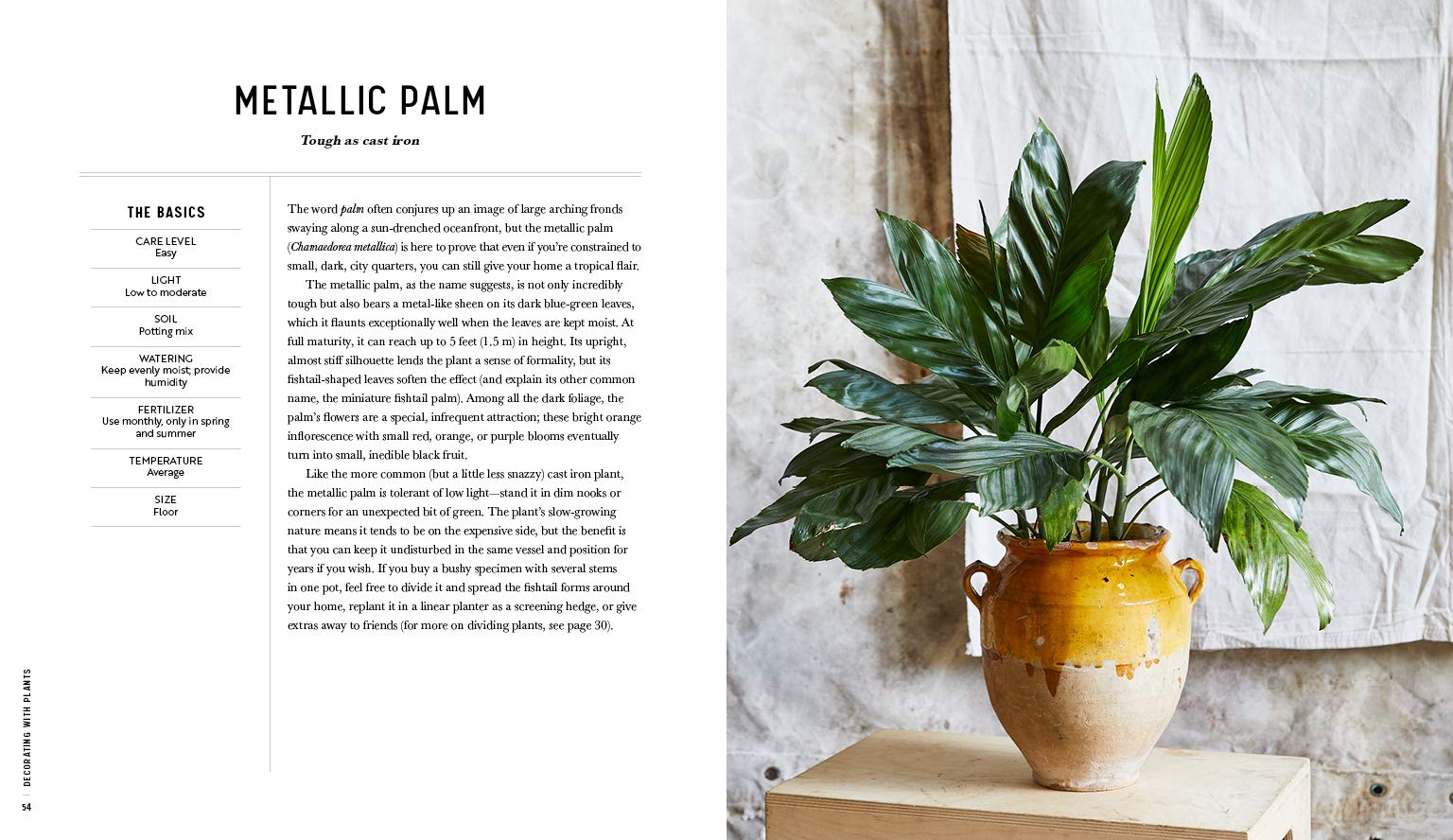 Decorating With Plants by Baylor Chapman