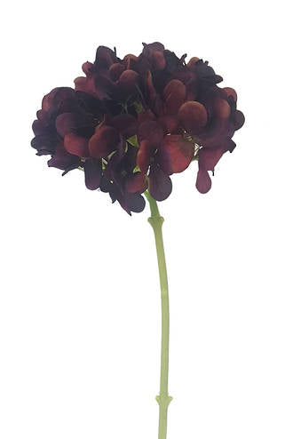 Plum Hydrangea 