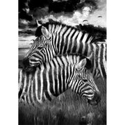 Zebras Decoupage Paper